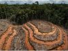 Konsesi Lahan Harus Sesuai Penunjukan Hutan Dari Kehutanan